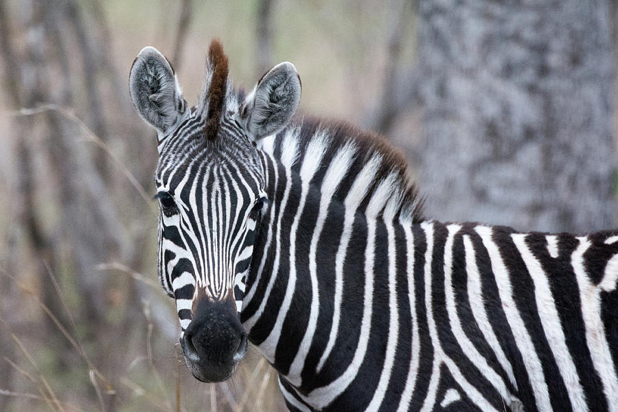 Zebra portrait #1 Photograph by Mark Hunter
