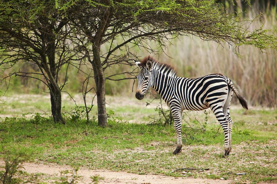 Zebra, South Africa #1 Digital Art by Richard Taylor