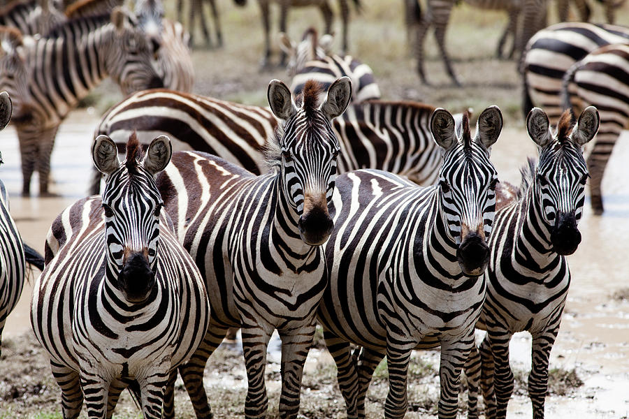 Zebras #1 Photograph by Alatom