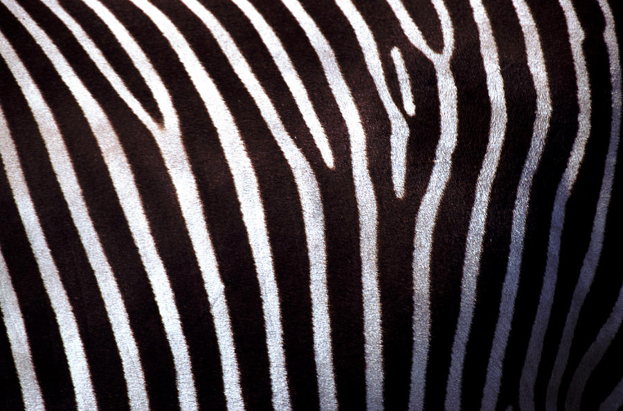 Zebras Hide Photograph by John Foxx Zebras Hide Photograph by John Foxx
