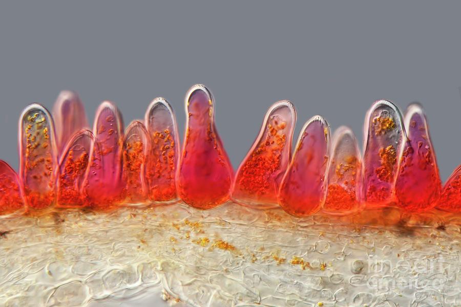 Zinnia Petal Section #1 Photograph by Gerd Guenther/science Photo Library