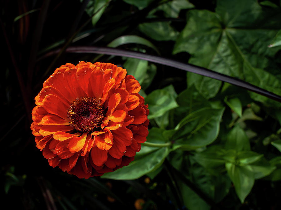 Zinnia #1 Photograph by Robert Ullmann