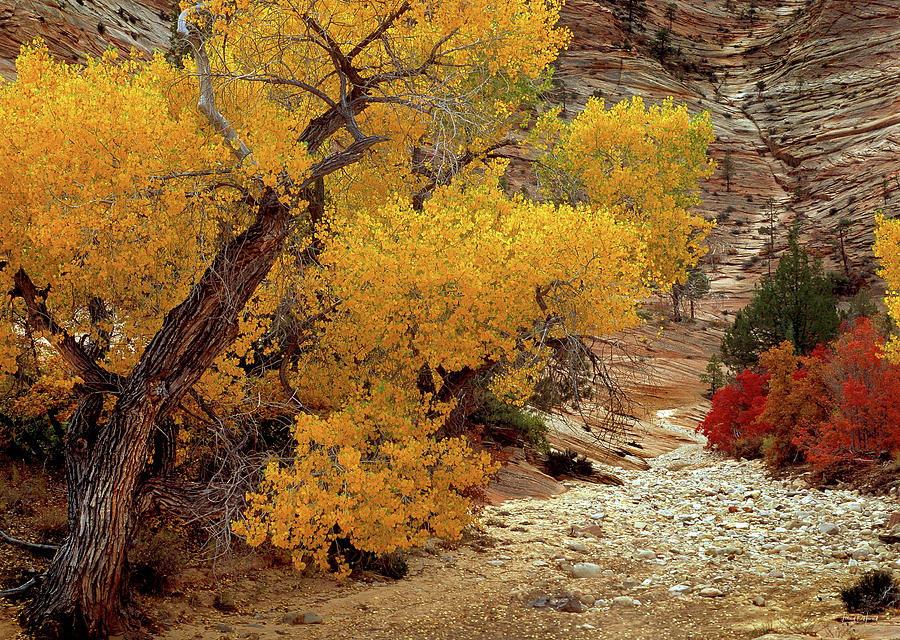 Zion National Park Autumn #1 Photograph by Leland D Howard