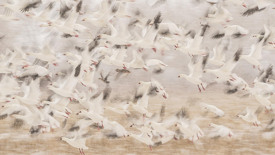 Wildlife Photograph -  #10 by Qingsong Wang