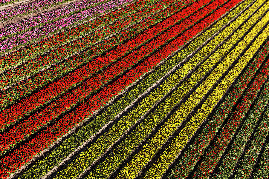 Abstract Photograph - Aerial View Of The Tulip Fields #10 by Peter Adams