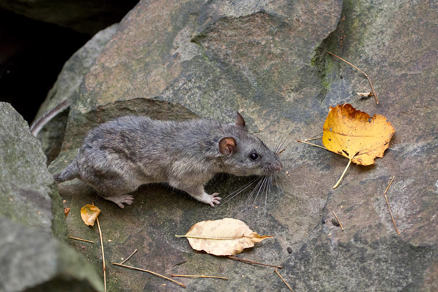 Allegheny Woodrat Neotoma Magister Photograph by David Kenny