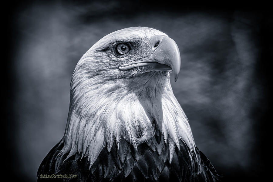 American Bald Eagle #10 Photograph by LeeAnn McLaneGoetz McLaneGoetzStudioLLCcom