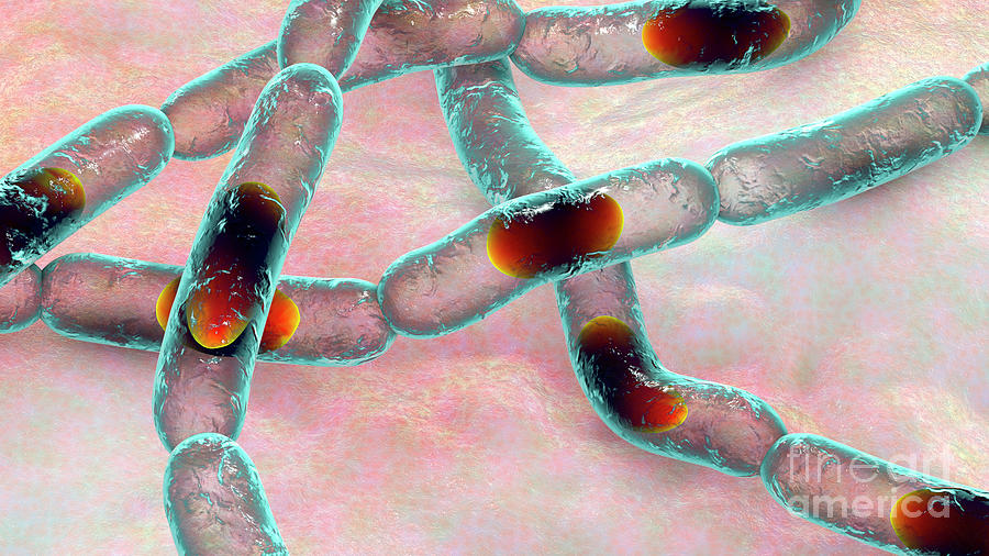 Anthrax Bacteria Photograph By Kateryna Konscience Photo Library Fine Art America 9650