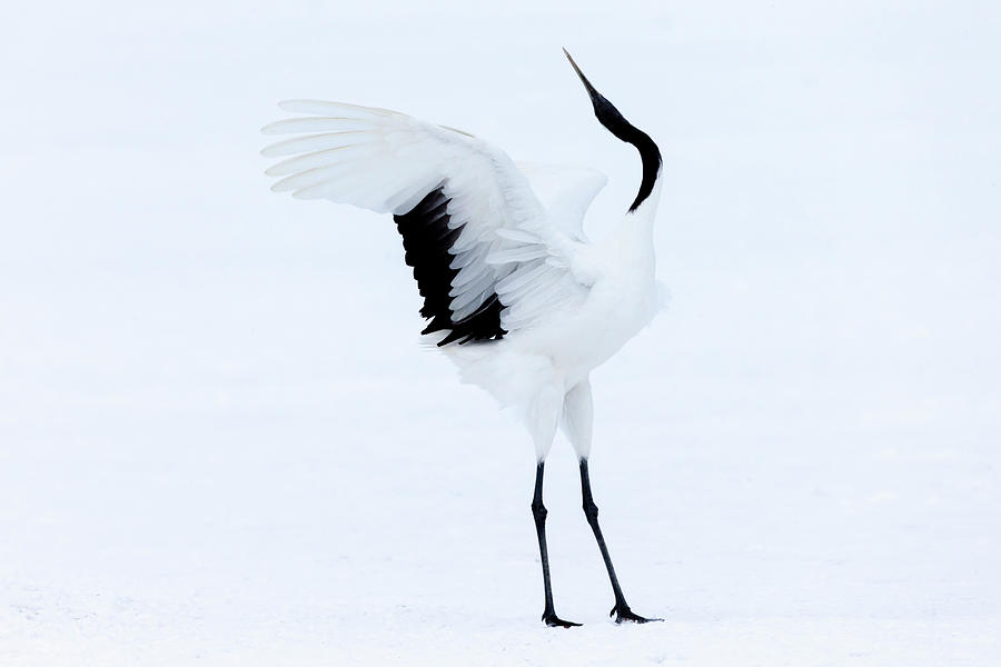 Wildlife Photograph - Asia, Japan, Hokkaido, Kushiro, Akan #10 by Ellen Goff