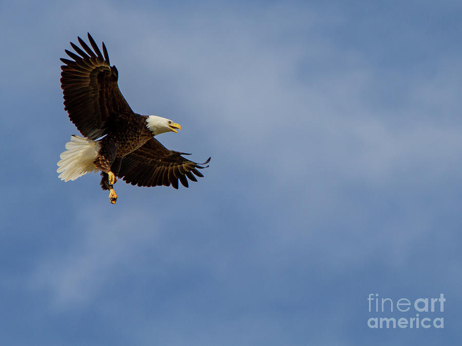 Eagle Photograph - Bald Eagle by Blair Howell Eagle Photograph - Bald Eagle by Blair Howell