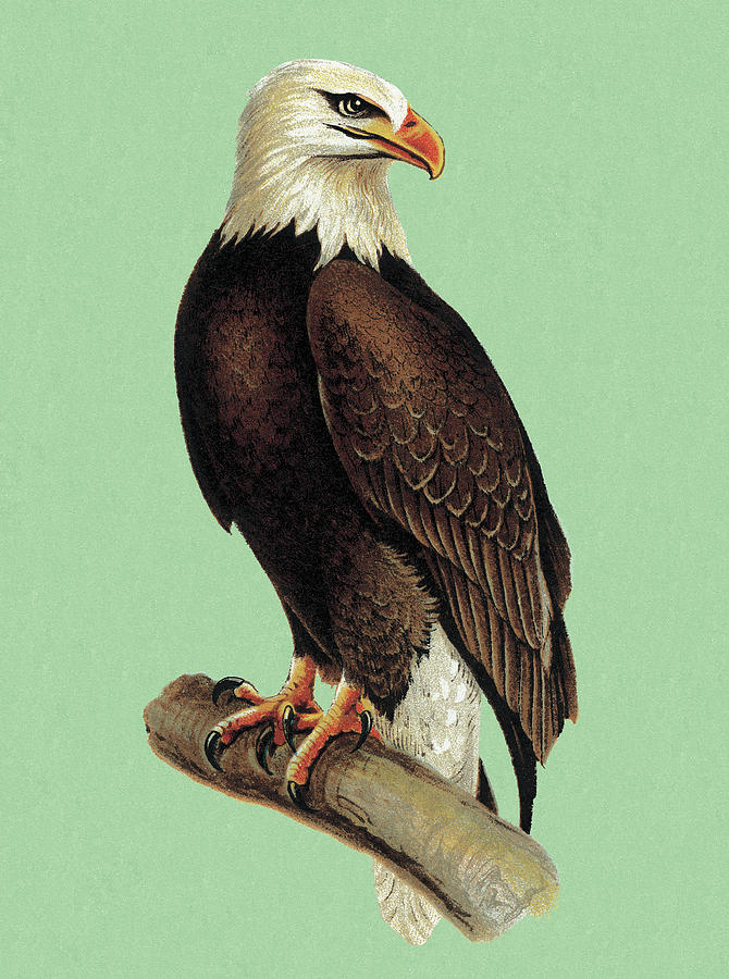 Eagle Drawing - Bald Eagle #10 by CSA Images