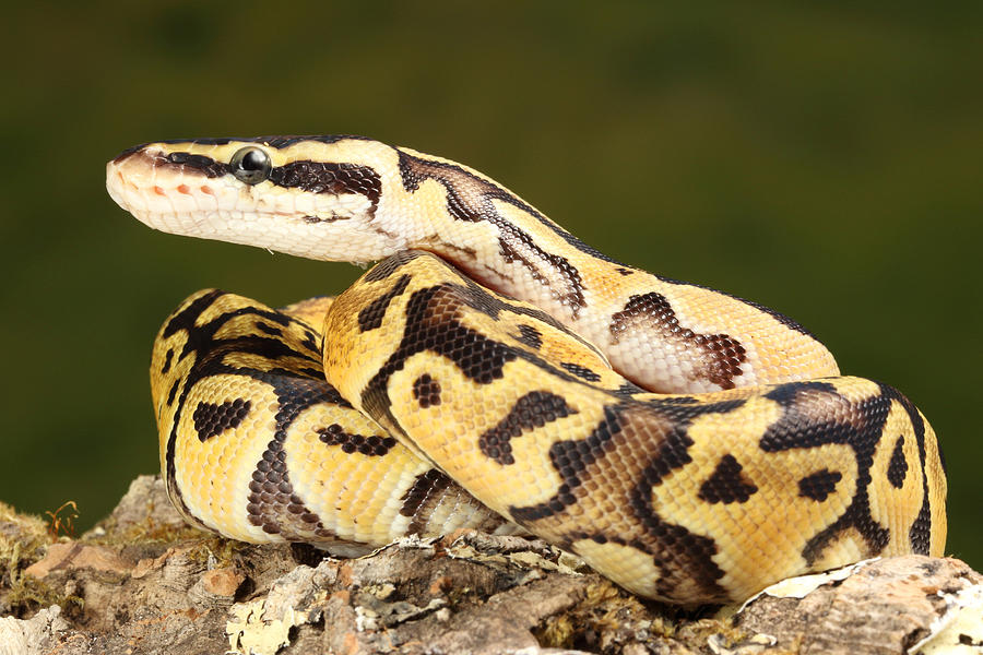 Ball Python Python Regius Photograph By David Kenny