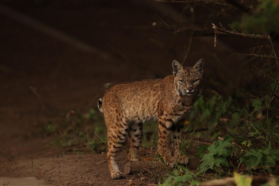 Bobcat by Paul Comish Bobcat by Paul Comish