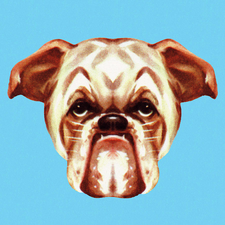 Vintage Drawing - Bulldog #10 by CSA Images
