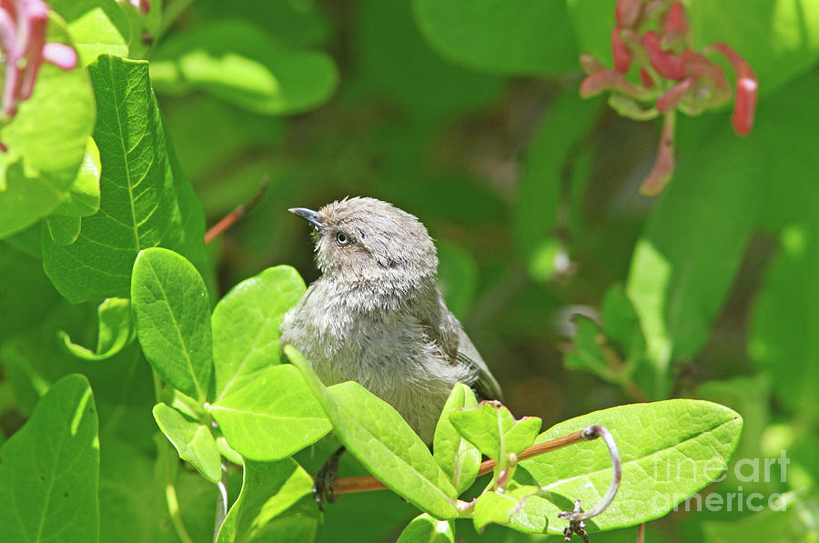Bird Photograph - Bushtit #10 by Gary Wing