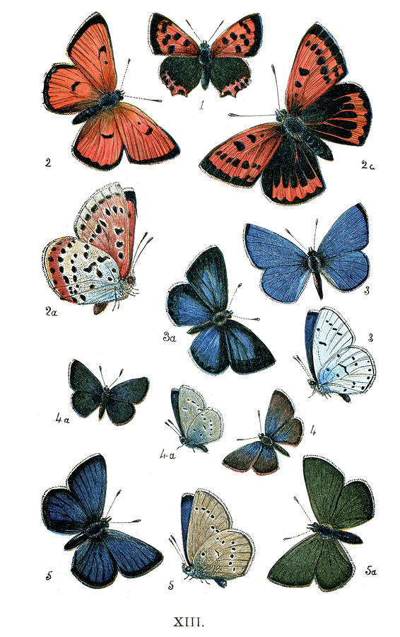 Butterfly Digital Art - Butterflies #10 by Duncan1890