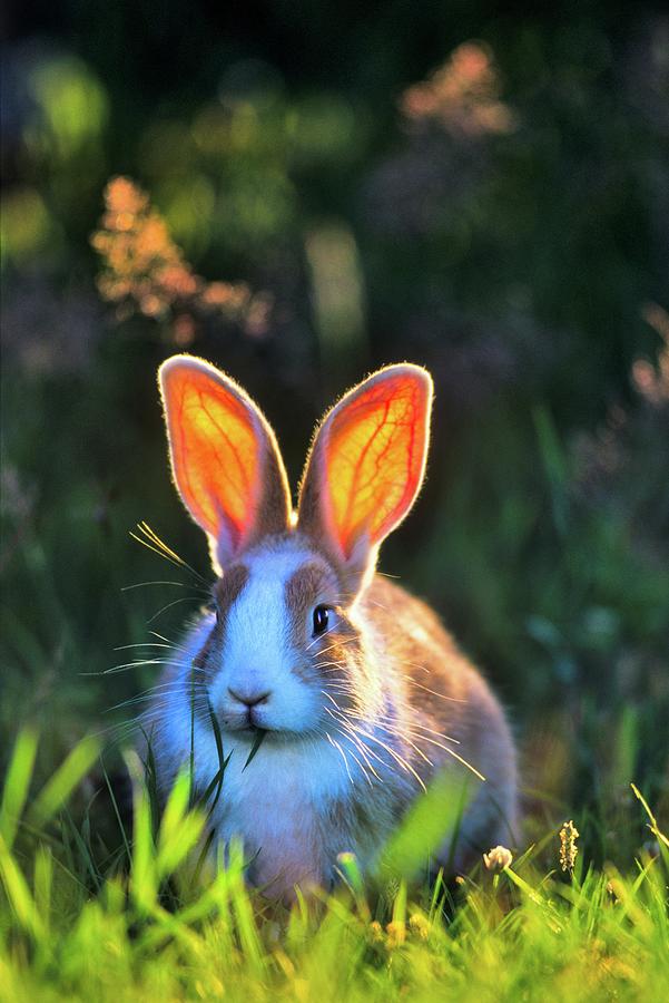 Canada, Vancouver Island, Rabbit Photograph by Don White Pixels