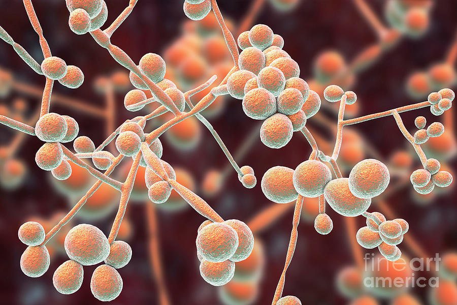 Candida Albicans Yeast And Hyphae Stages Photograph By Kateryna Konscience Photo Library Pixels 