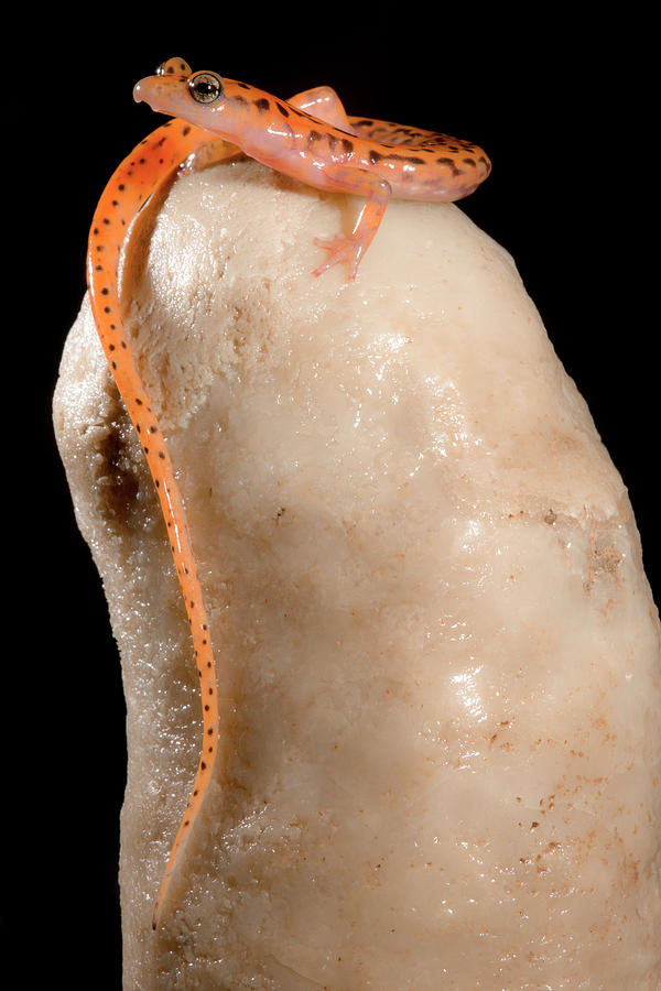 Cave Salamander, Eurycea Lucifuga #10 Photograph by Dante Fenolio