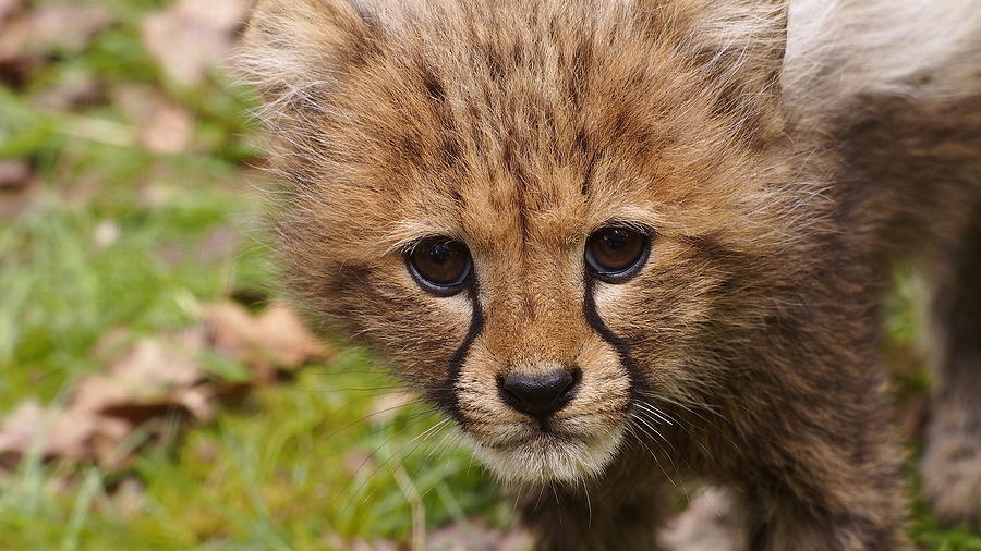 Cheetah cub by Eye to Eye Xperience Cheetah cub by Eye to Eye Xperience