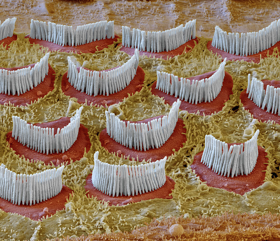 Cochlea, Outer Hair Cells, Sem #10 Photograph by Oliver Meckes EYE OF SCIENCE
