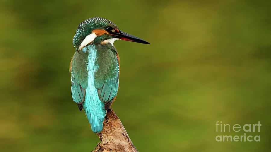 Common Kingfisher Alcedo Atthis O Seixo #10 Photograph by Pablo Avanzini
