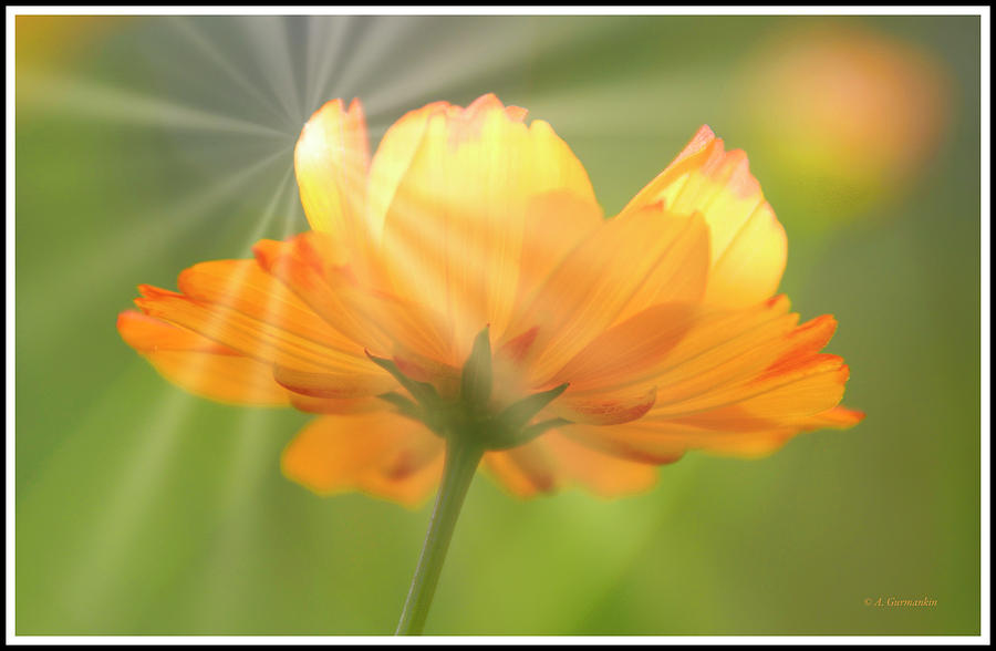 Cosmos Flower #10 Photograph by A Macarthur Gurmankin