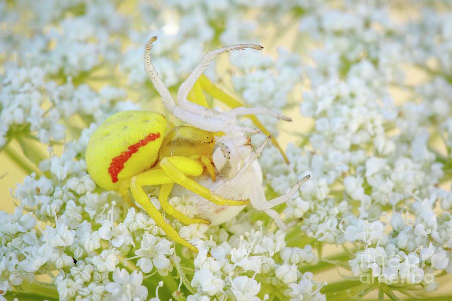 Crab Spider #10 Photograph by Heath Mcdonald/science Photo Library