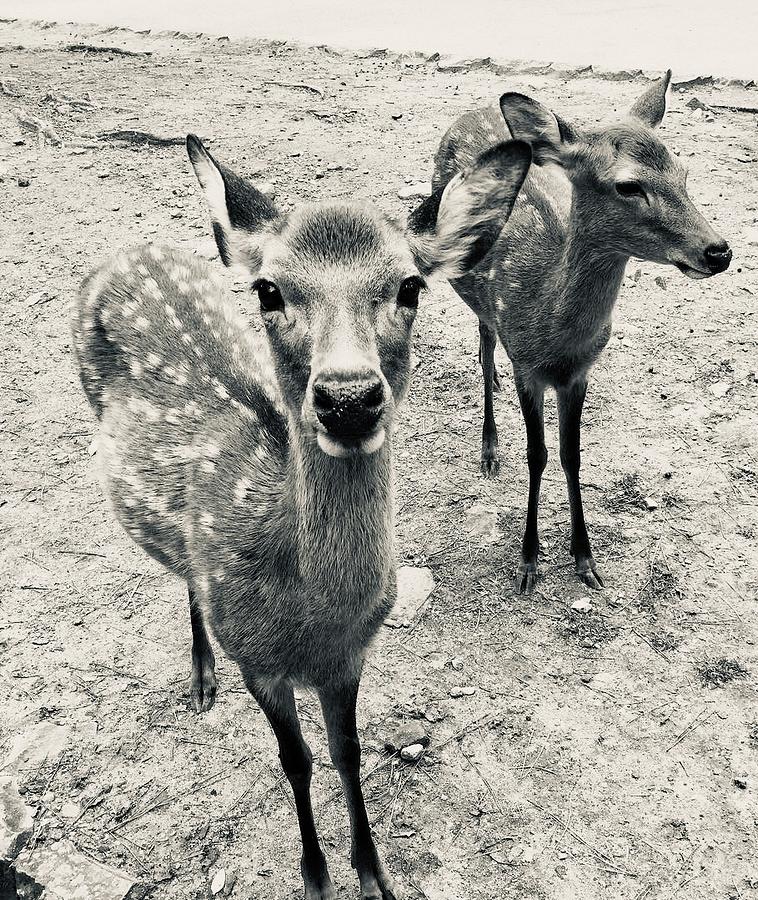 Deer Photograph - Two deer #1 by Batabatabat Batayan