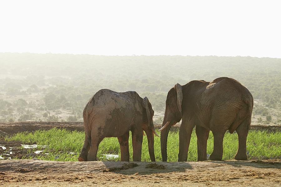 Wildlife Digital Art - Elephants, South Africa #10 by Richard Taylor