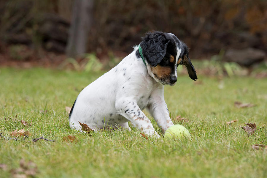 English Setter Puppy, 8 Weeks #10 Photograph by William Mullins