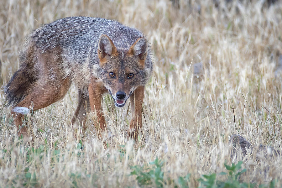European jackal - Canis aureus moreoticus #10 Photograph by Jivko Nakev