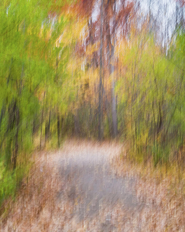 Fall Colors - Abstract Nature #11 Photograph by Shankar Adiseshan