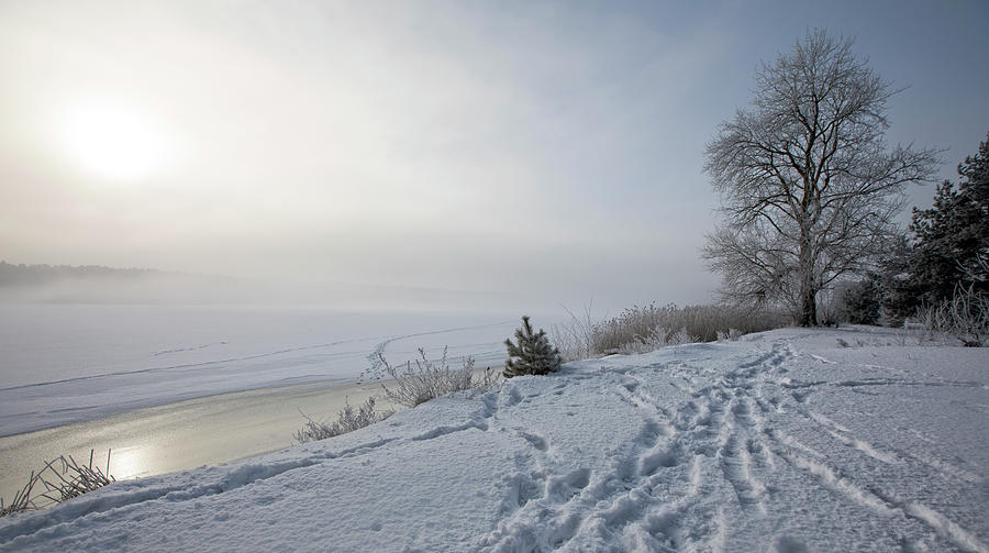 Wintertime Foggy Morning By The River Latvia . Photograph by Aleksandrs Drozdovs
