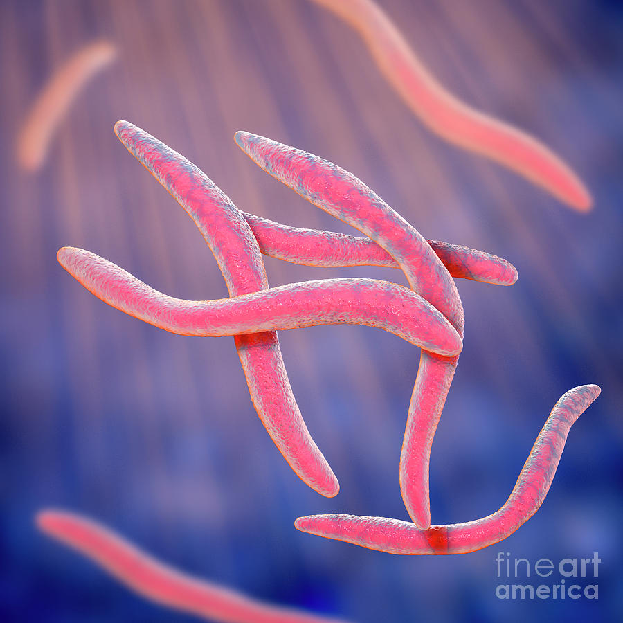 Fusobacterium Photograph By Kateryna Kon Science Photo Library 