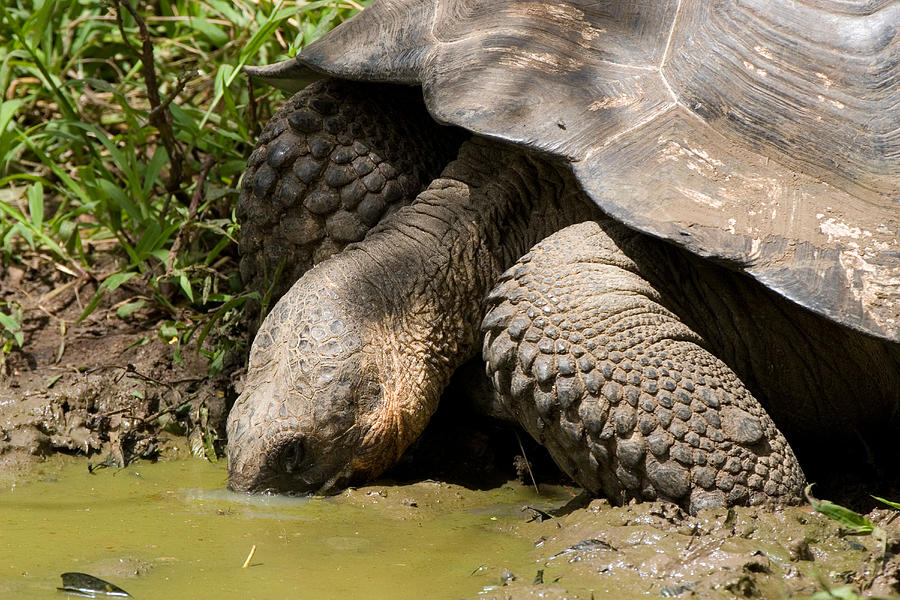 Galapagos Giant Tortoise #10 Photograph by David Hosking