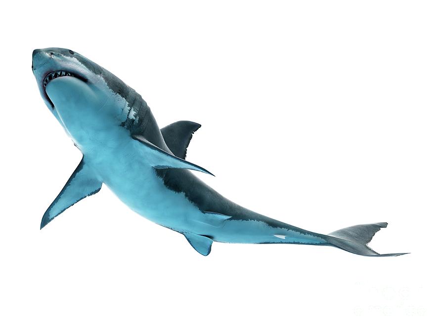 Great White Shark #10 Photograph by Sebastian Kaulitzki/science Photo Library
