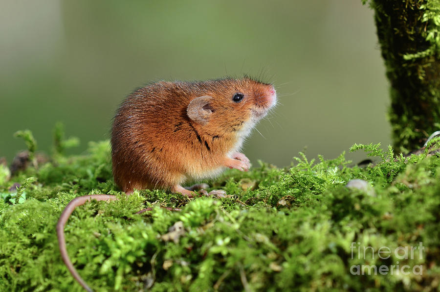 Harvest Mouse Photograph by Colin Varndell/science Photo Library - Fine ...