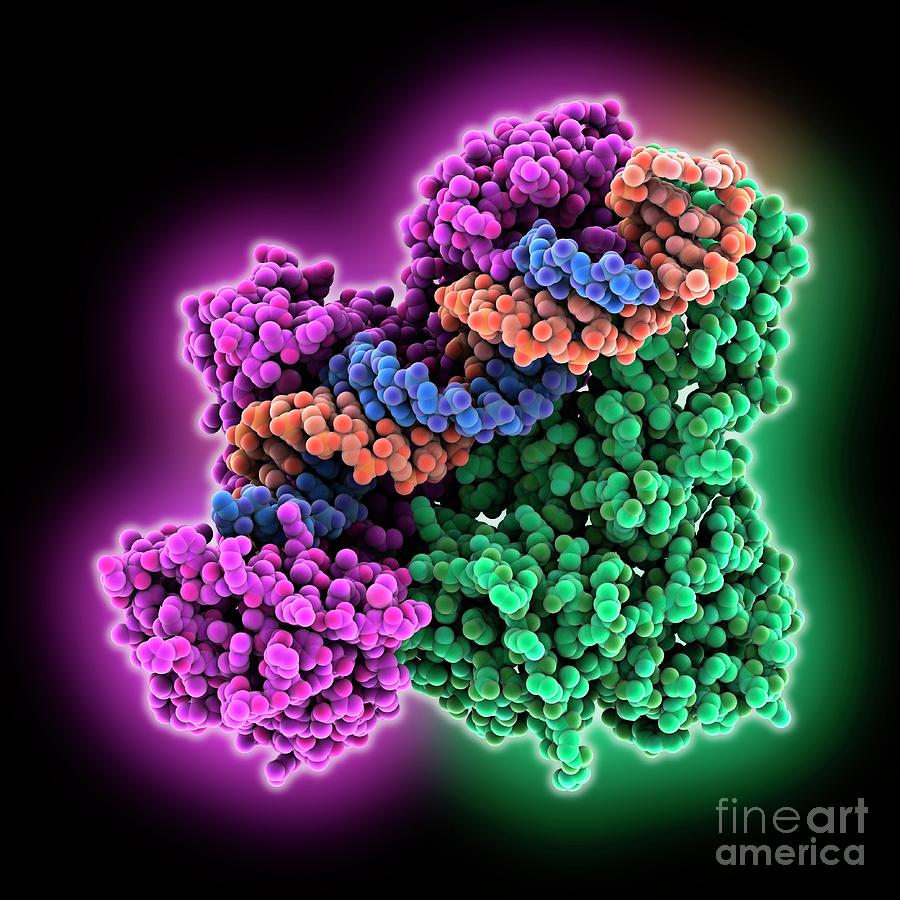 Hiv 1 Reverse Transcriptase Complex Photograph By Laguna Design Science Photo Library Pixels