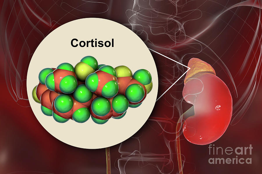 Hormone Cortisol Molecule And Adrenal Gland Photograph by Kateryna Kon