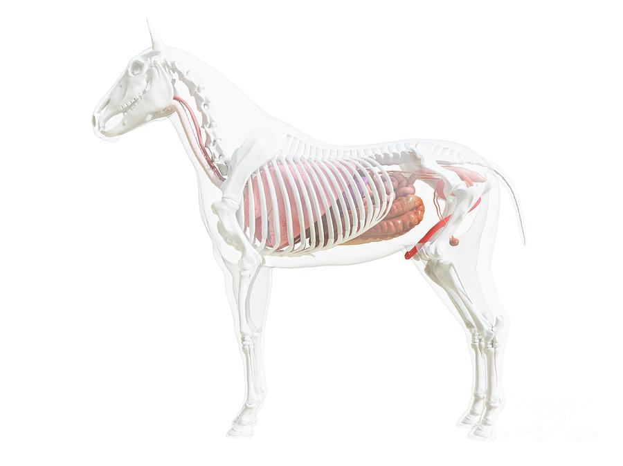 Horse Anatomy Photograph by Sebastian Kaulitzki/science Photo Library ...