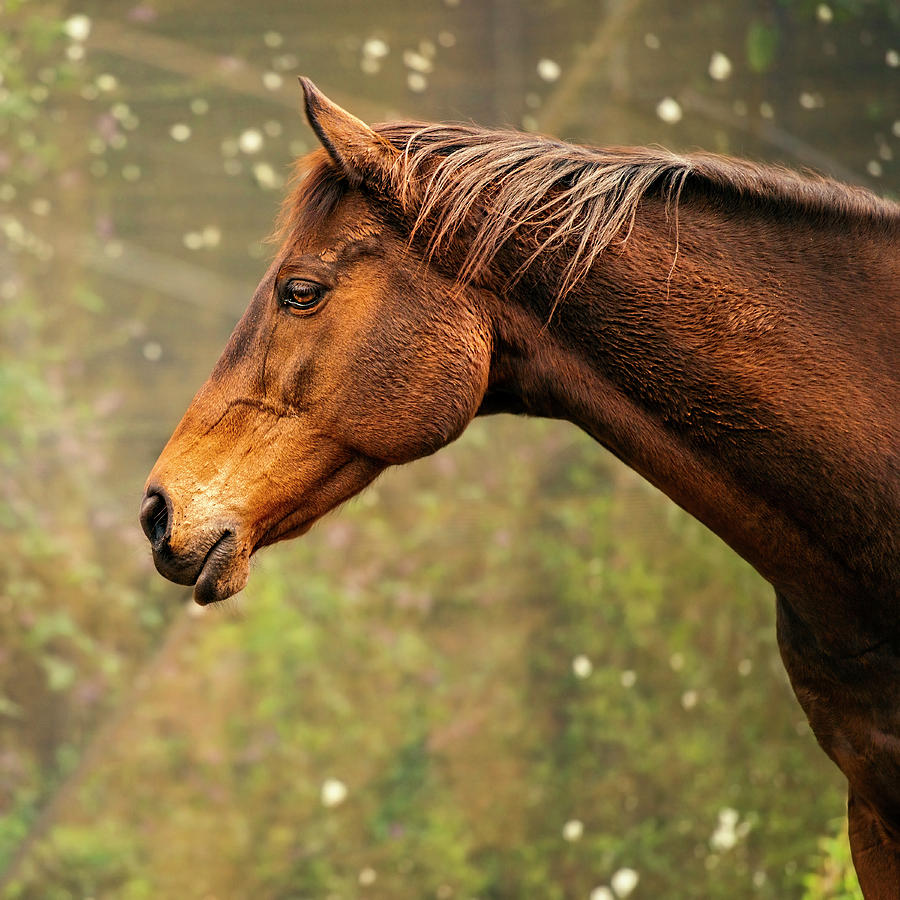 Horse in a countryside by Rob D Imagery Horse in a countryside by Rob D Imagery