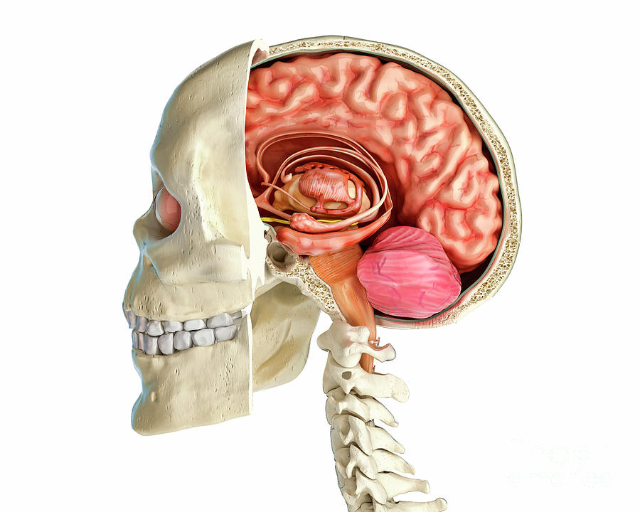 Anatomy Brain Injury Head And Neck Anatomy Cross Section Coloring