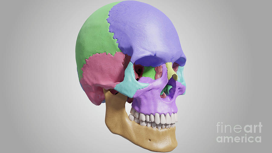 Human Skull #10 by Medical Graphics/michael Hoffmann/science Photo Library