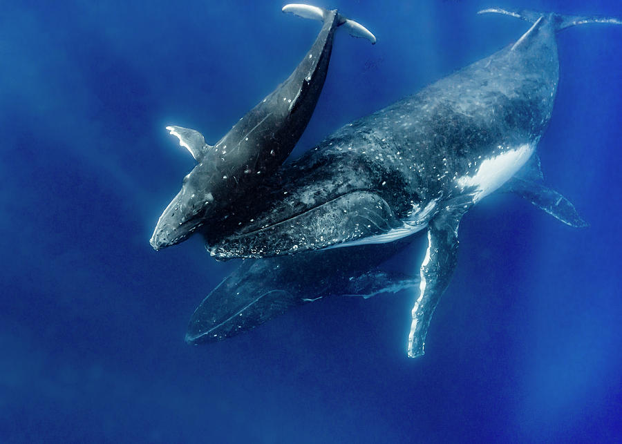 Humpback Whale Megaptera Novaeangliae #10 Photograph by Bruce Shafer