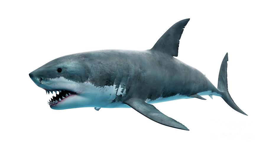 Illustration Of A Great White Shark #10 Photograph by Sebastian ...