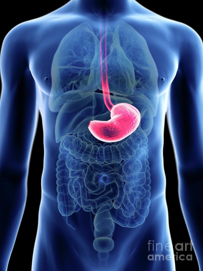 3d Photograph - Illustration Of A Mans Stomach by Sebastian Kaulitzki/science Photo Library 3d Photograph - Illustration Of A Mans Stomach by Sebastian Kaulitzki/science Photo Library