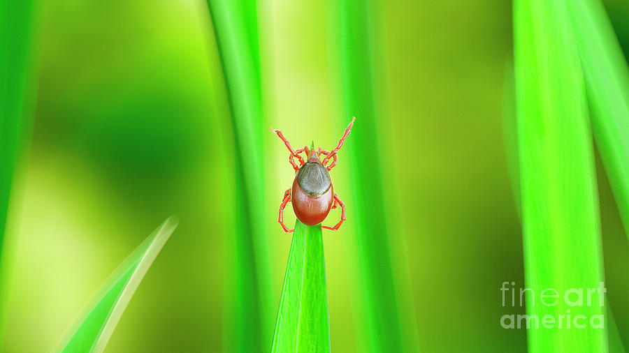 3d Photograph - Illustration Of A Tick On A Blade Of Grass #10 by Sebastian Kaulitzki/science Photo Library