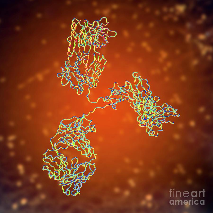 Immunoglobulin G Antibody #10 Photograph by Kateryna Kon/science Photo Library