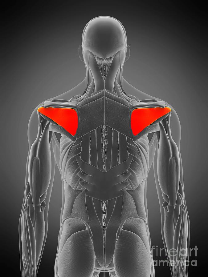 Infraspinatus Muscle Photograph by Sebastian Kaulitzki/science Photo ...